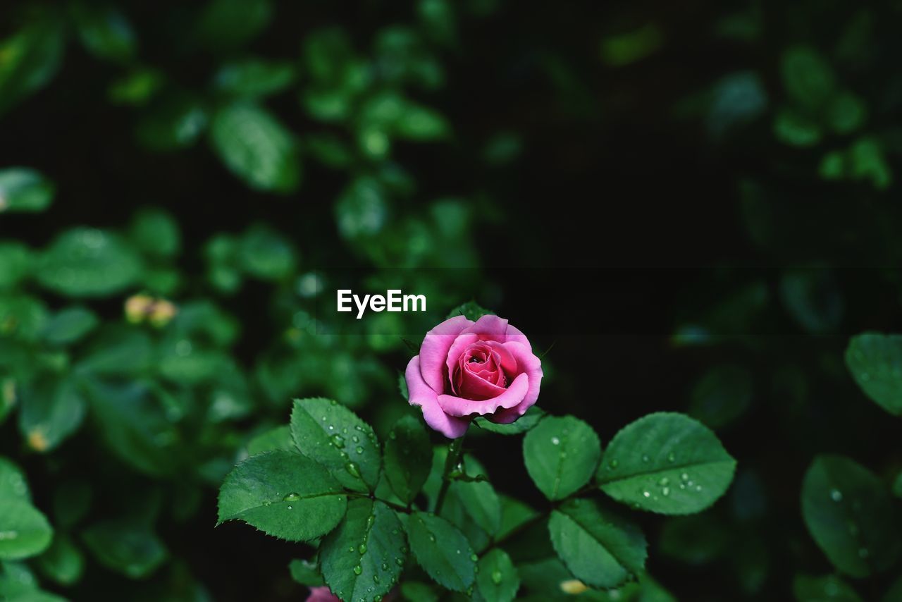 Close-up of pink rose flower