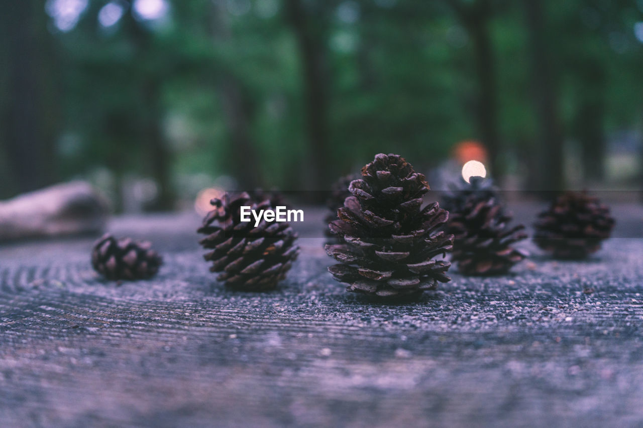 Close-up of pine cone on table