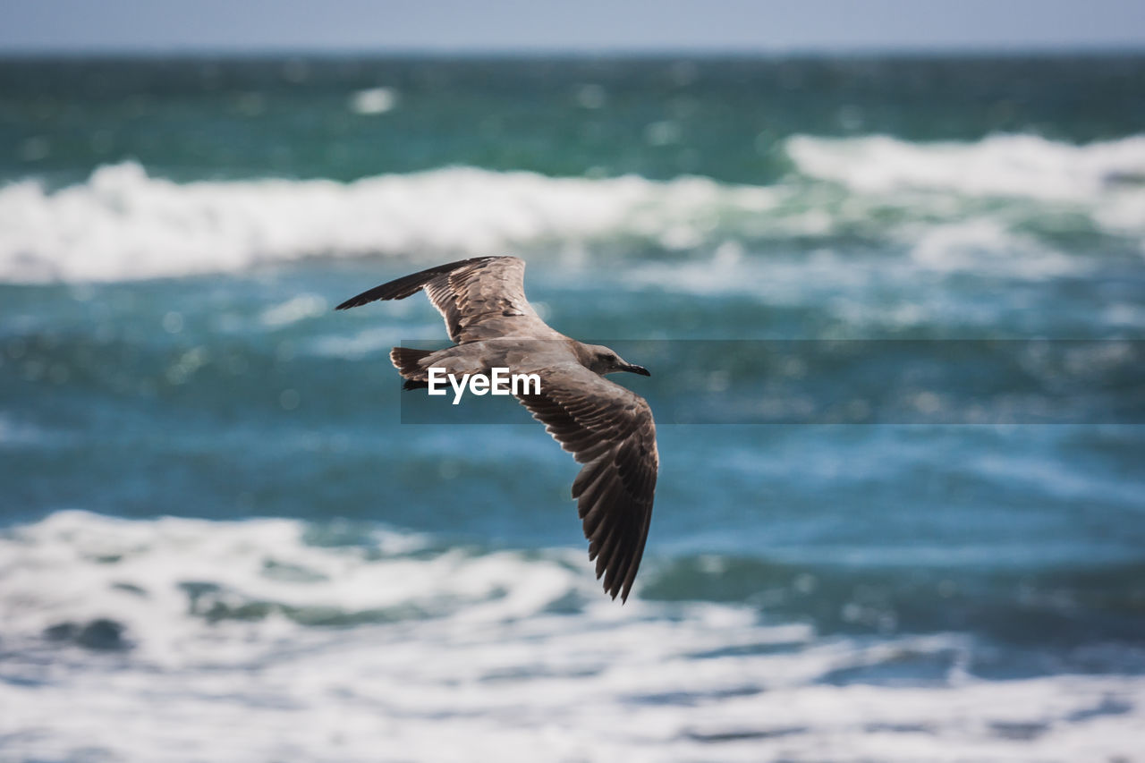 Bird flying over sea