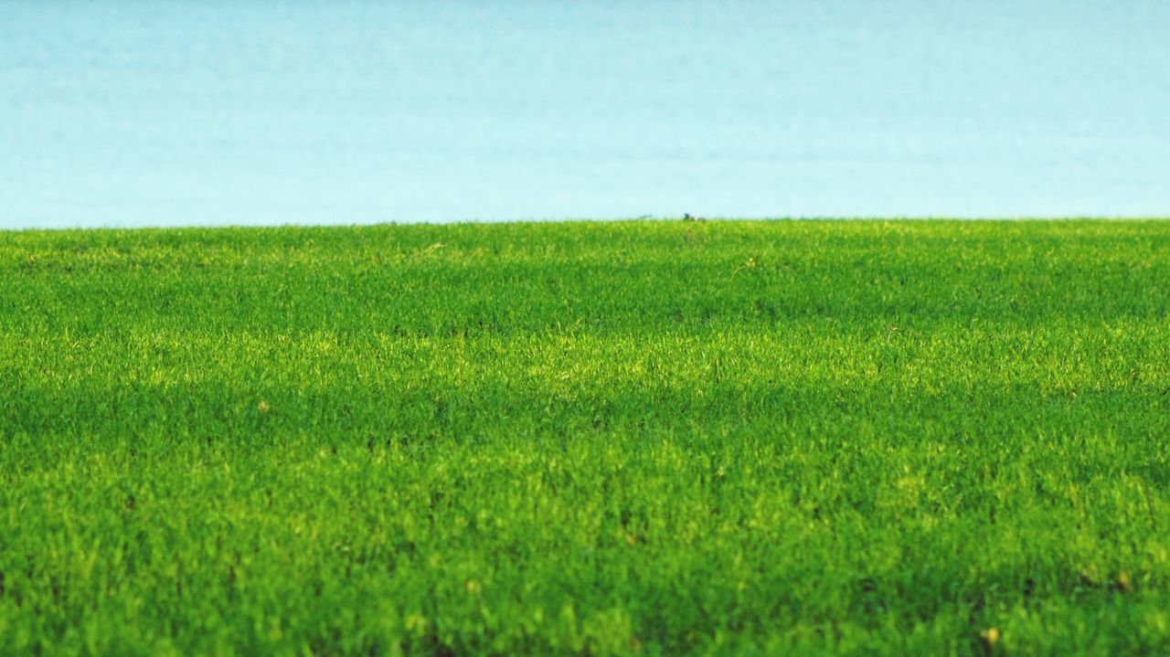 Grassy field against river