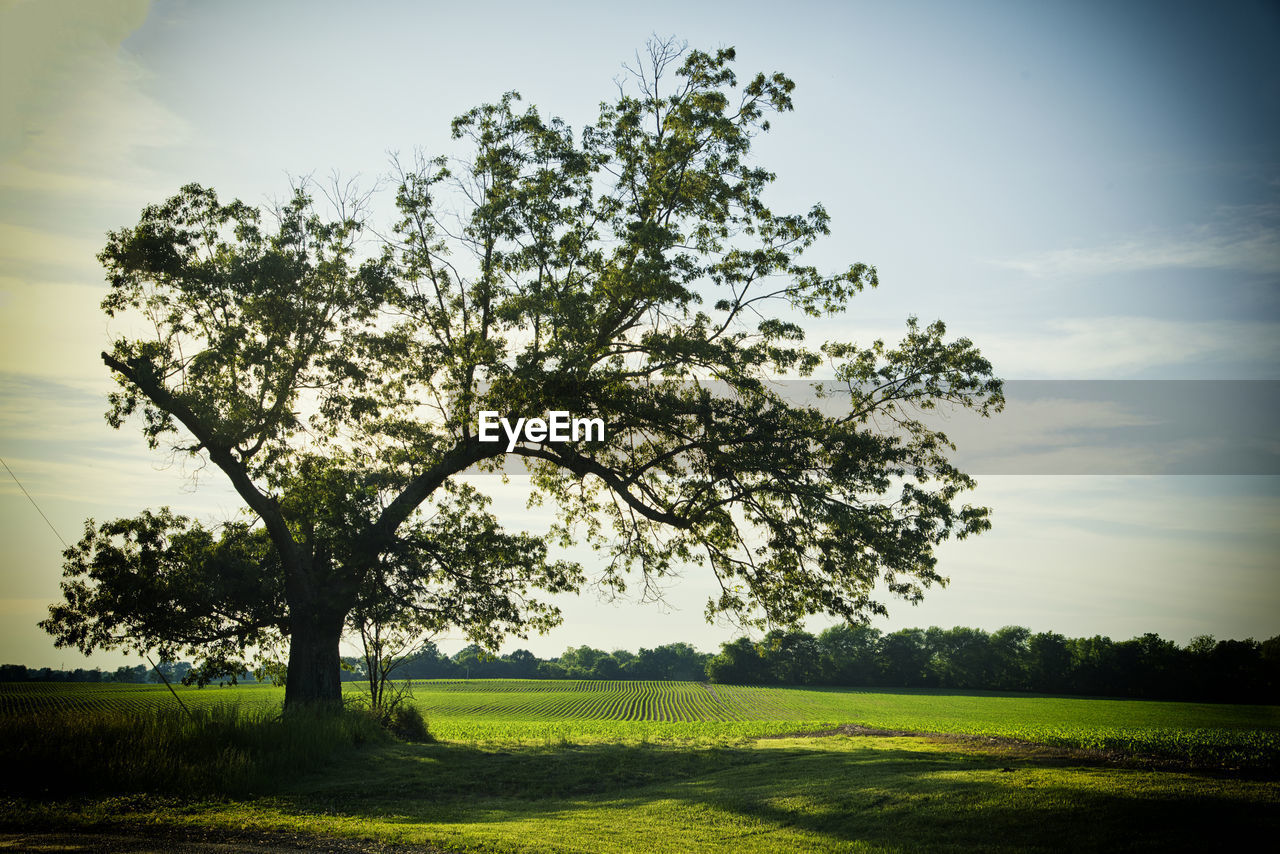 Scenic view of grassy field against sky