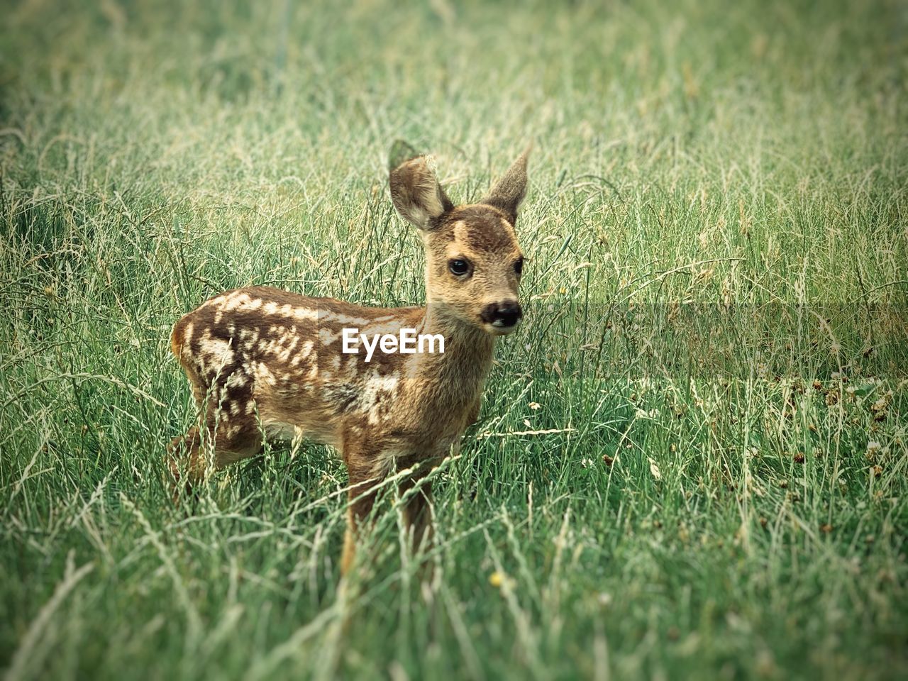 Portrait of deer on grassy land