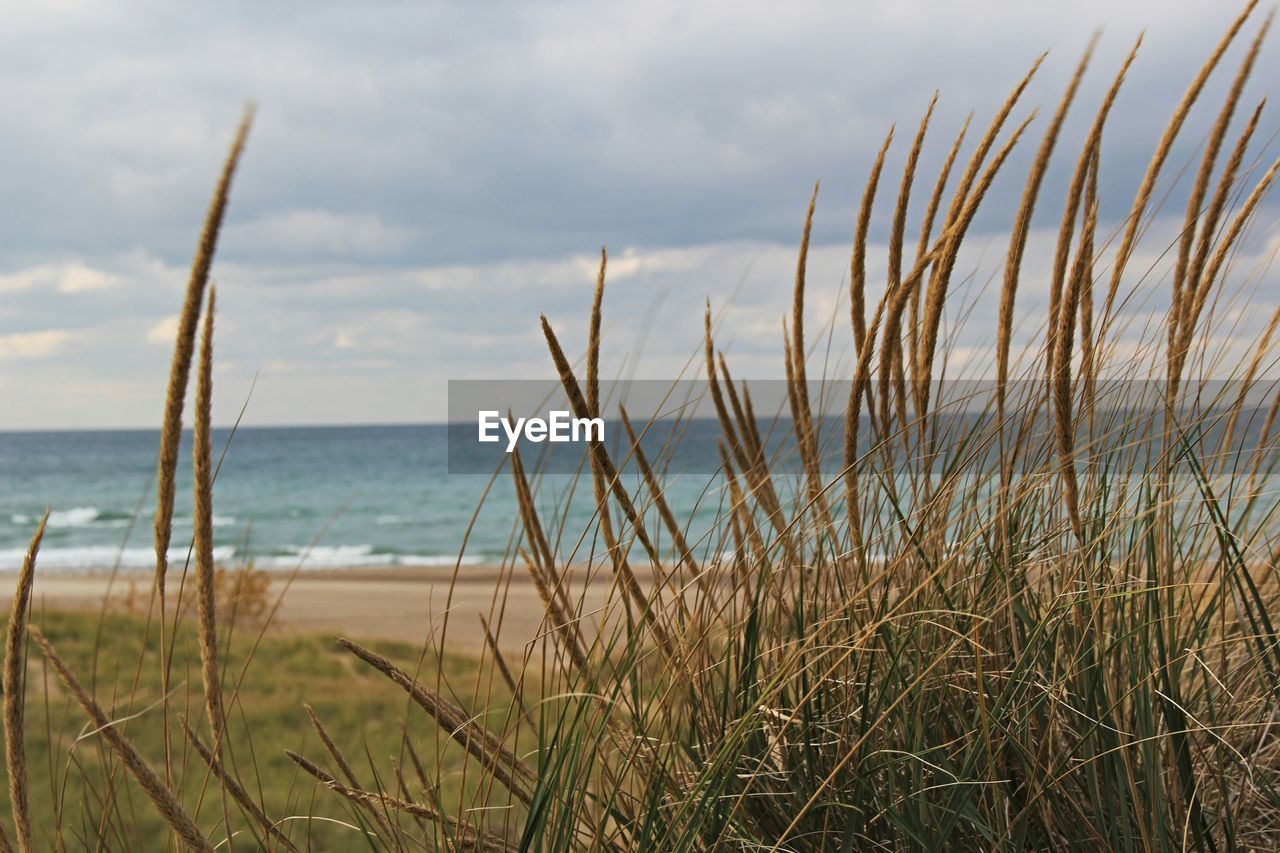 Close-up of grass growing at beach