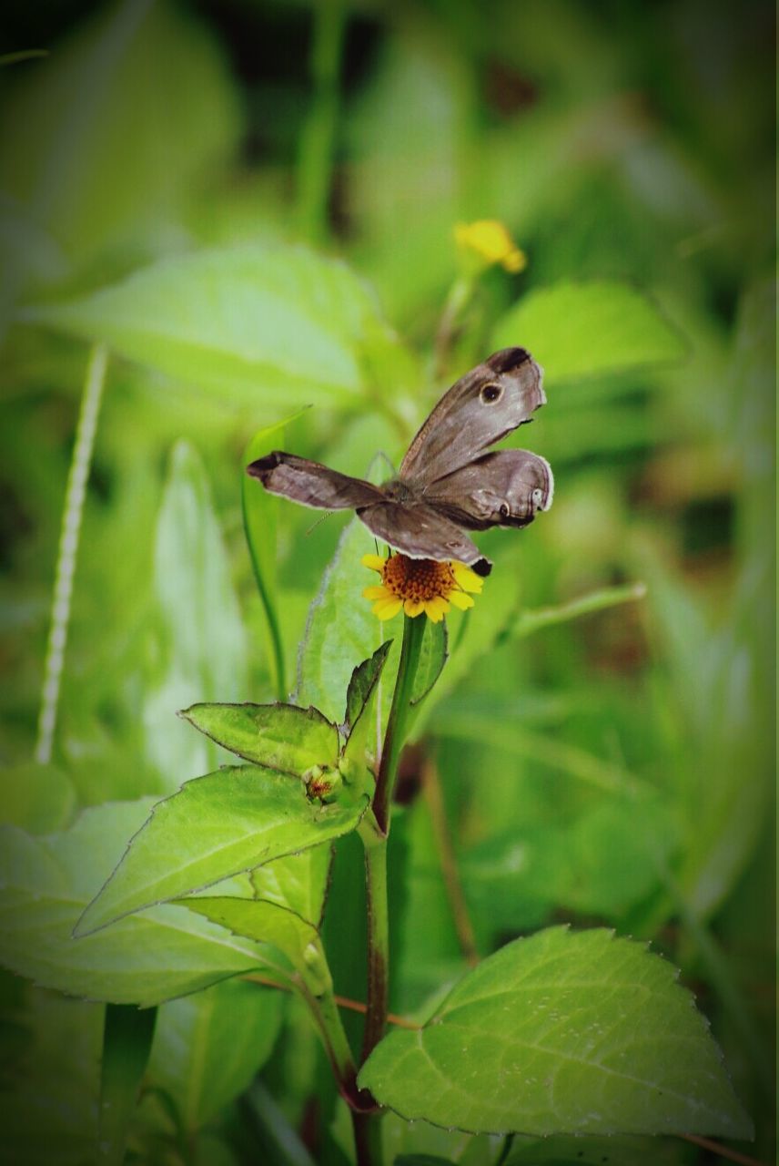 CLOSE-UP OF INSECT ON PLANT
