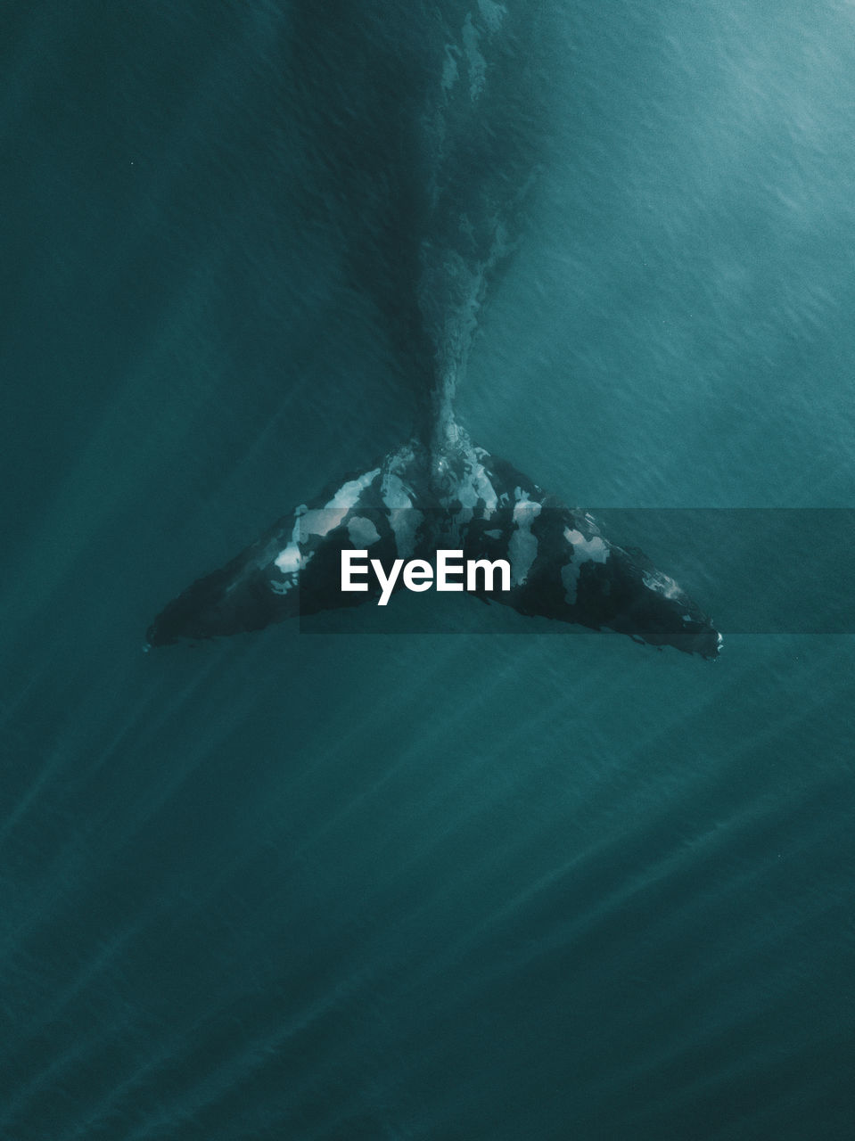 High angle view of fish swimming in sea