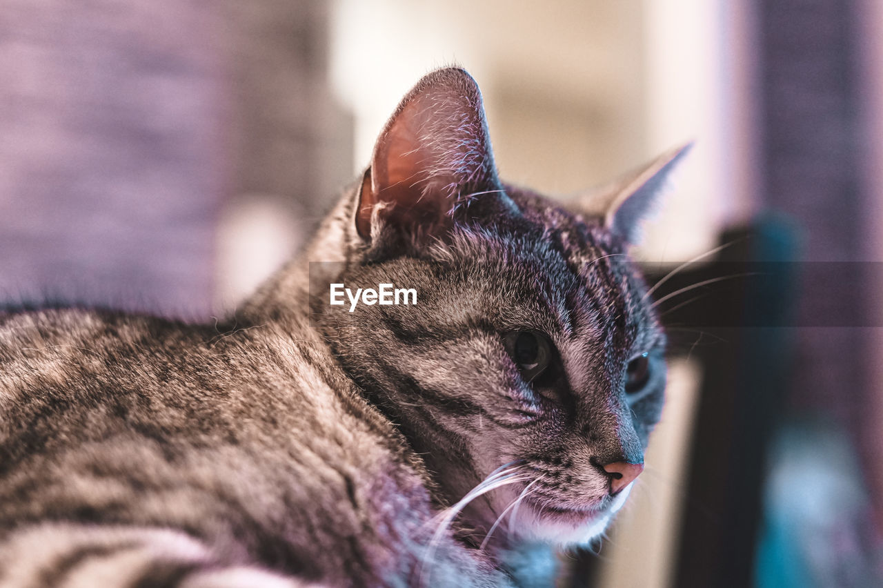 Close-up of a cat looking away