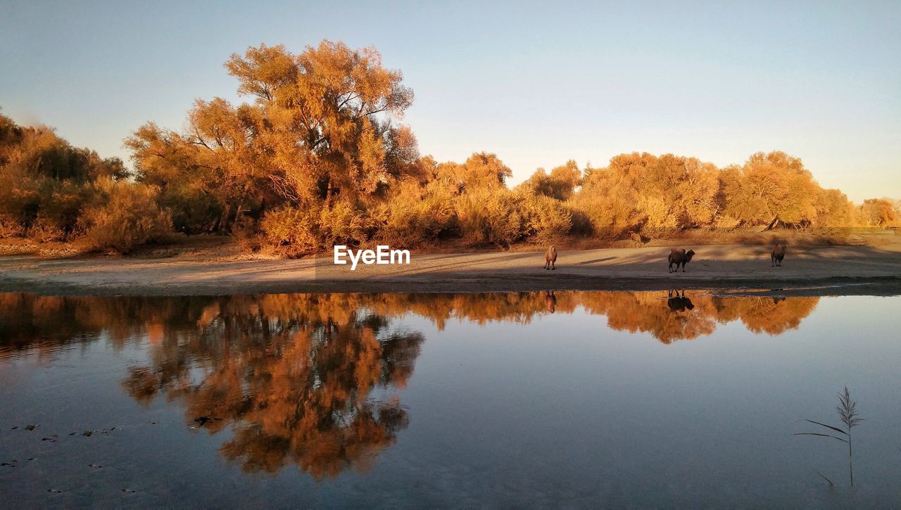 Reflection of trees in lake against sky during autumn