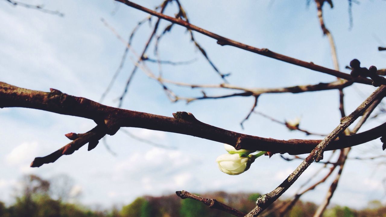 Flower bud growing on branch