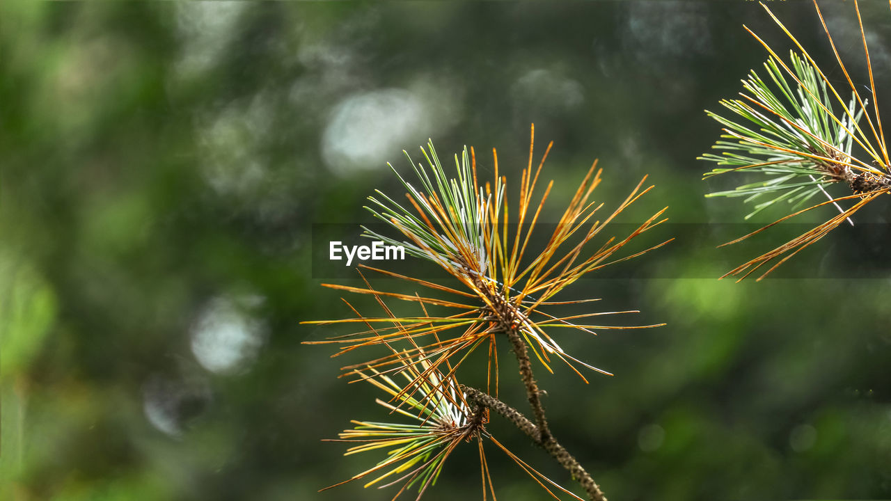 Close-up of coconut palm tree