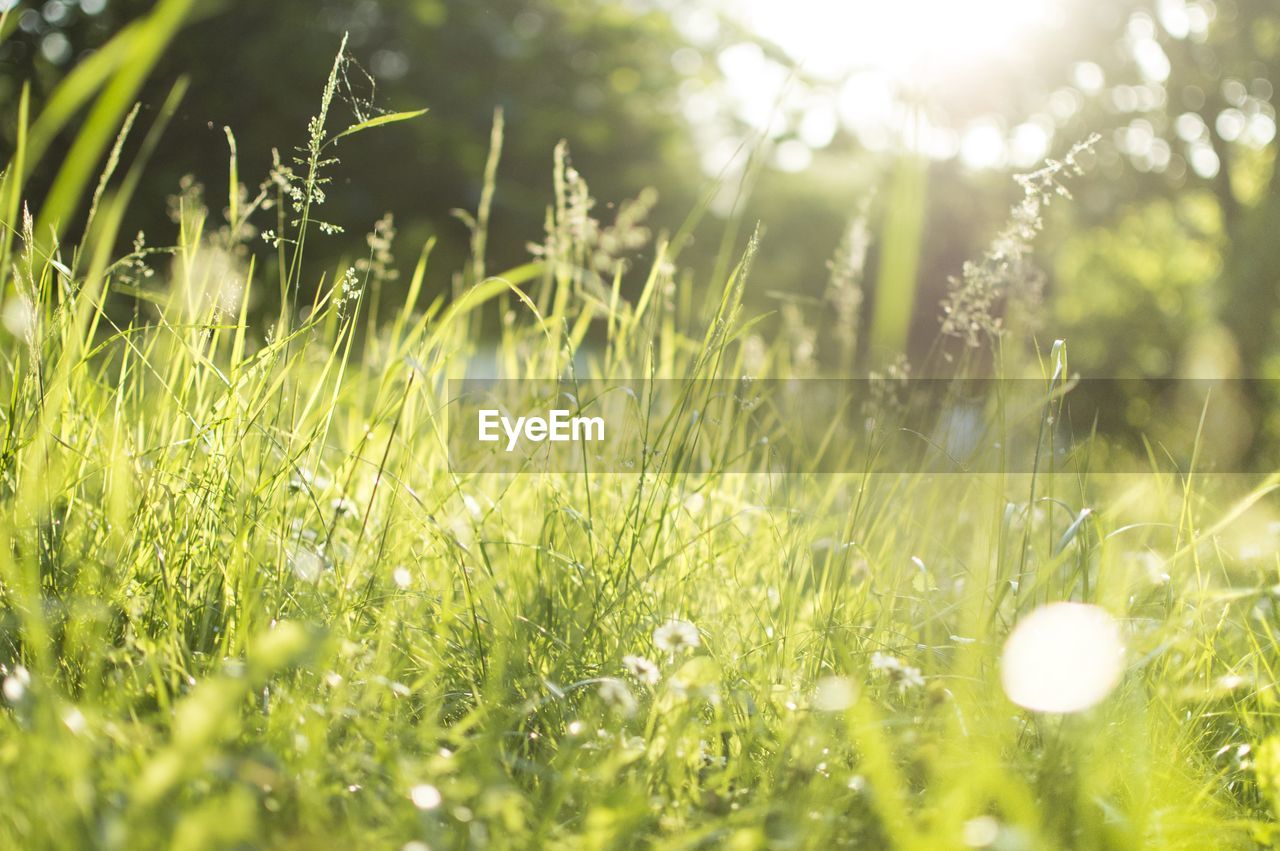 Close-up of grass growing on field during sunny day