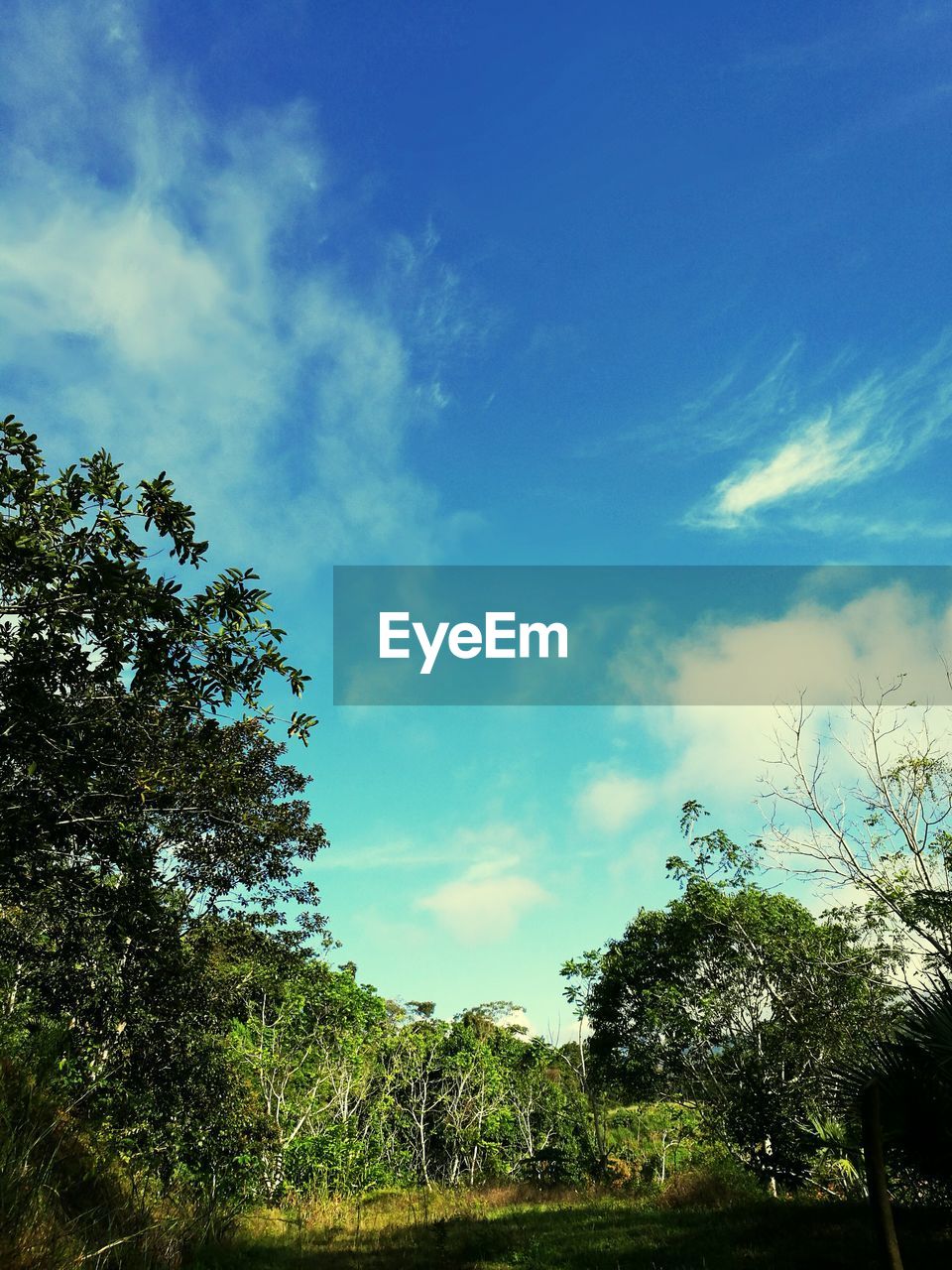 LOW ANGLE VIEW OF TREES AND SKY