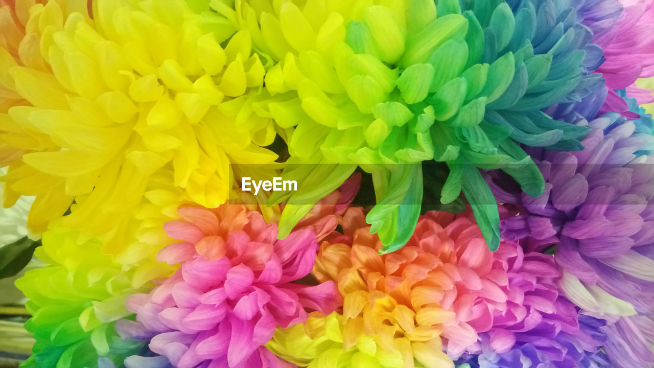 FULL FRAME SHOT OF MULTI COLORED FLOWER