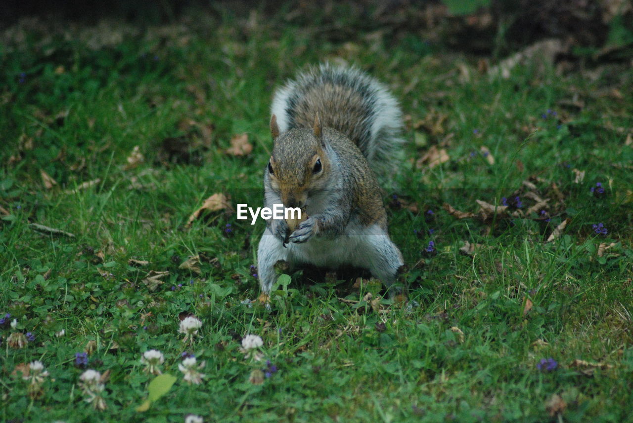 SQUIRREL ON FIELD BY LAND