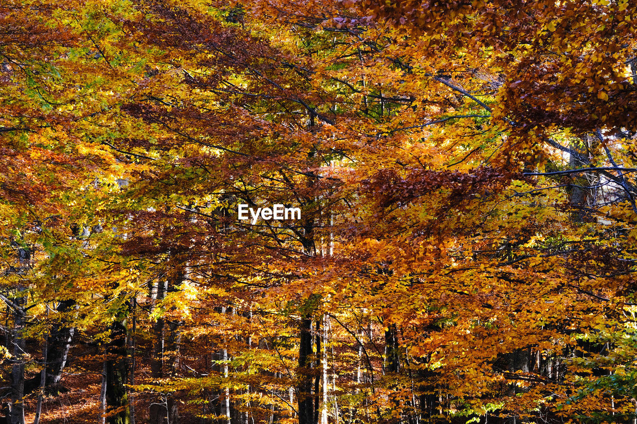 tree, autumn, plant, beauty in nature, land, nature, tranquility, forest, no people, leaf, plant part, scenics - nature, growth, yellow, woodland, day, sunlight, orange color, tranquil scene, outdoors, non-urban scene, environment, natural environment, idyllic, landscape, branch, low angle view, grove, tree trunk, trunk, autumn collection