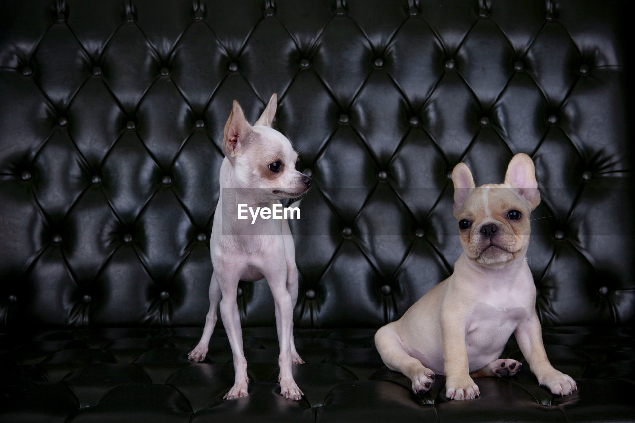 Chihuahua and french bulldog in studion lighting
