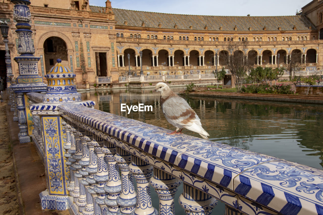 VIEW OF BIRDS AT WATER