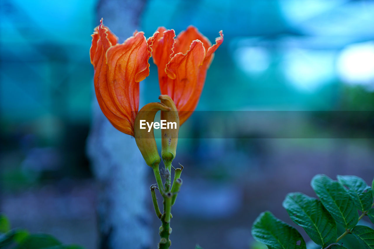 Close-up of red rose flower bud