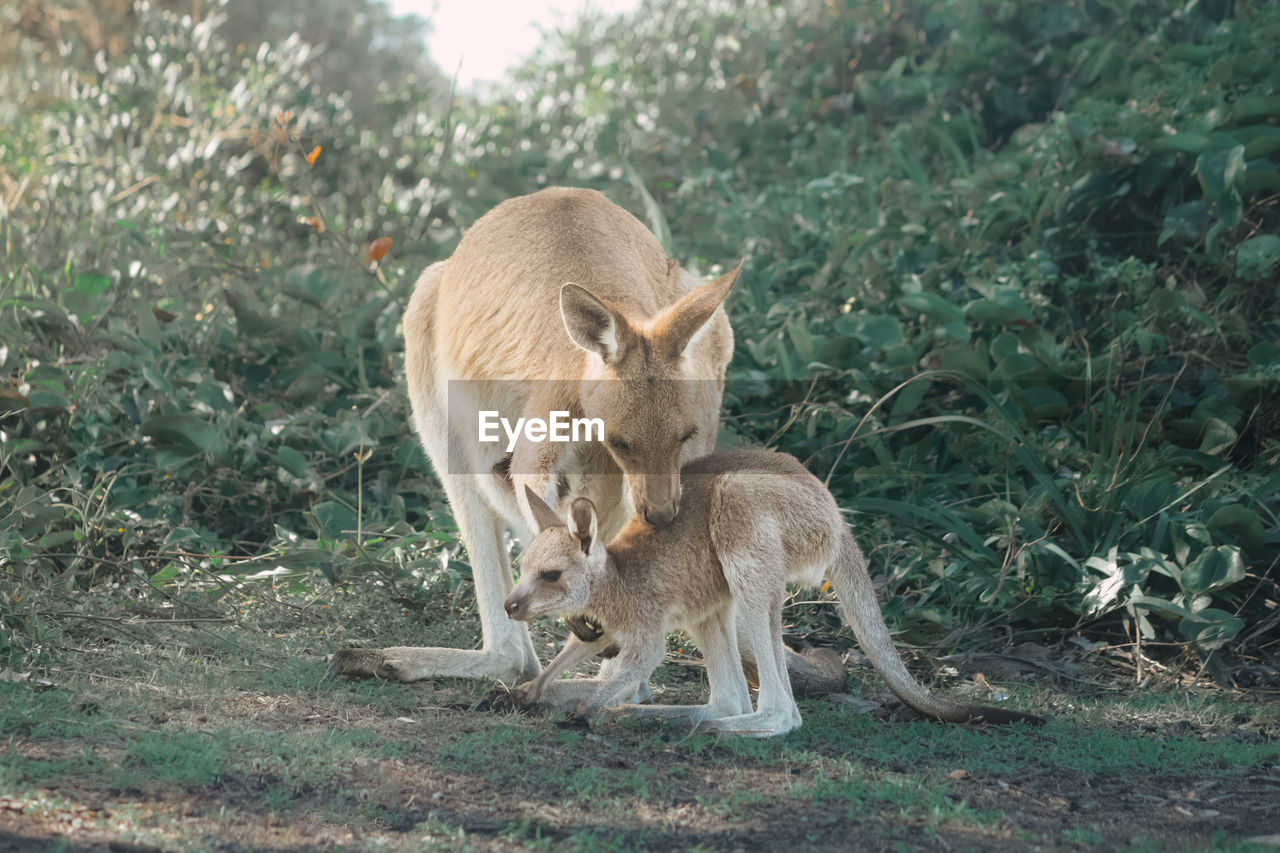 Kangaroo standing in a field