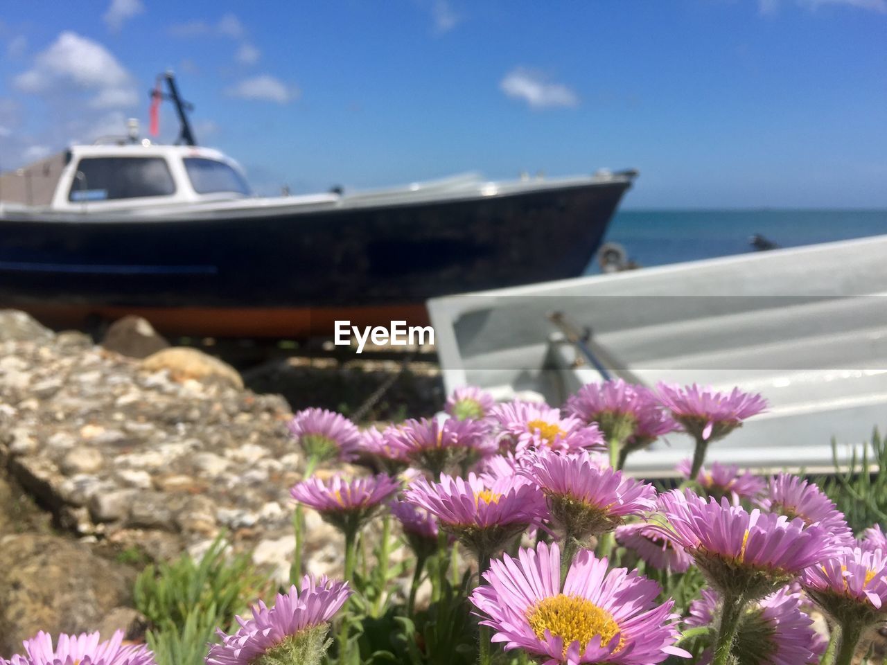 Close-up of flowers in sea against sky