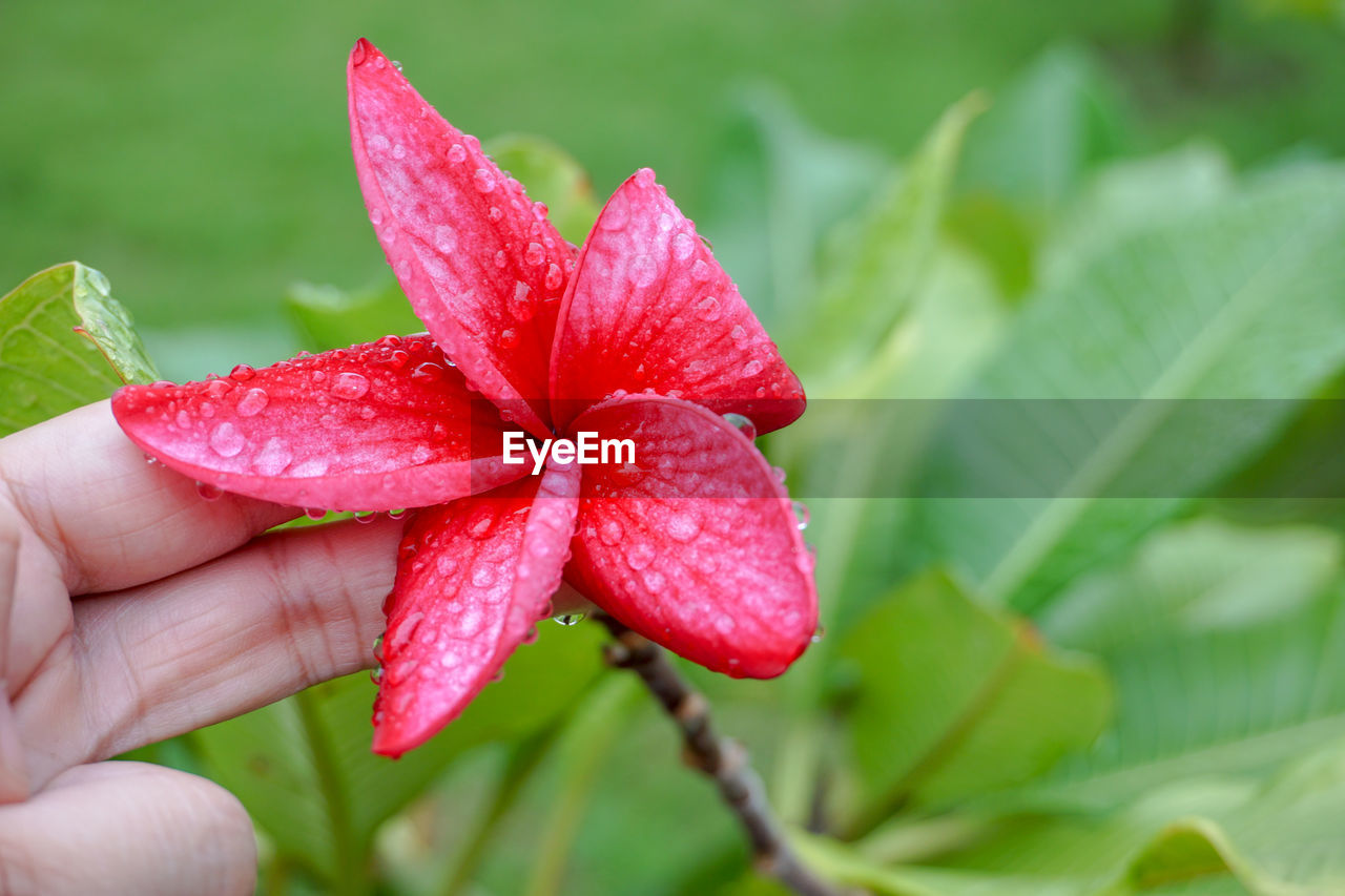 CLOSE-UP OF PERSON HOLDING RED LEAF