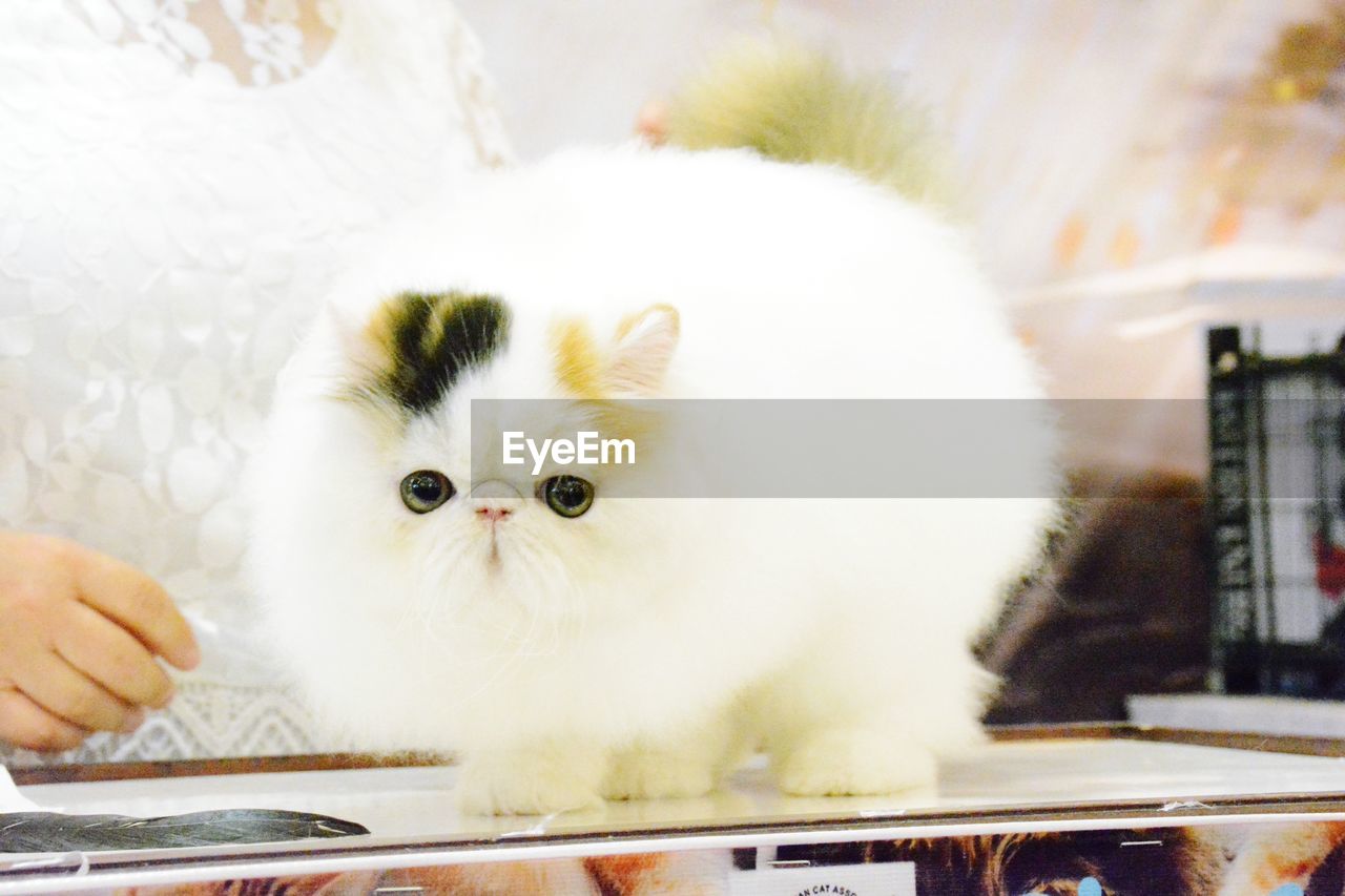 CLOSE-UP PORTRAIT OF WHITE CAT WITH BABY