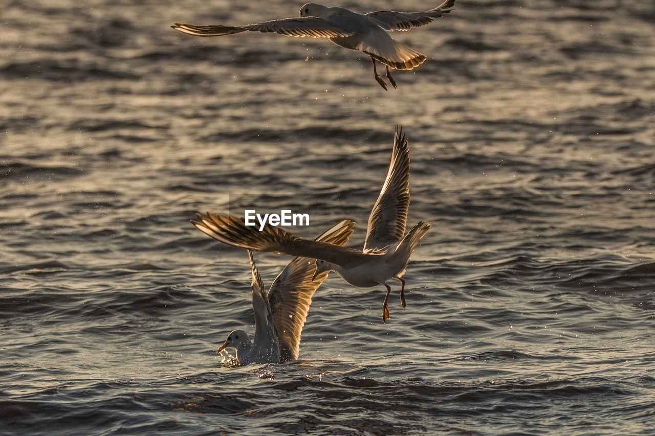 BIRD FLYING OVER SEA