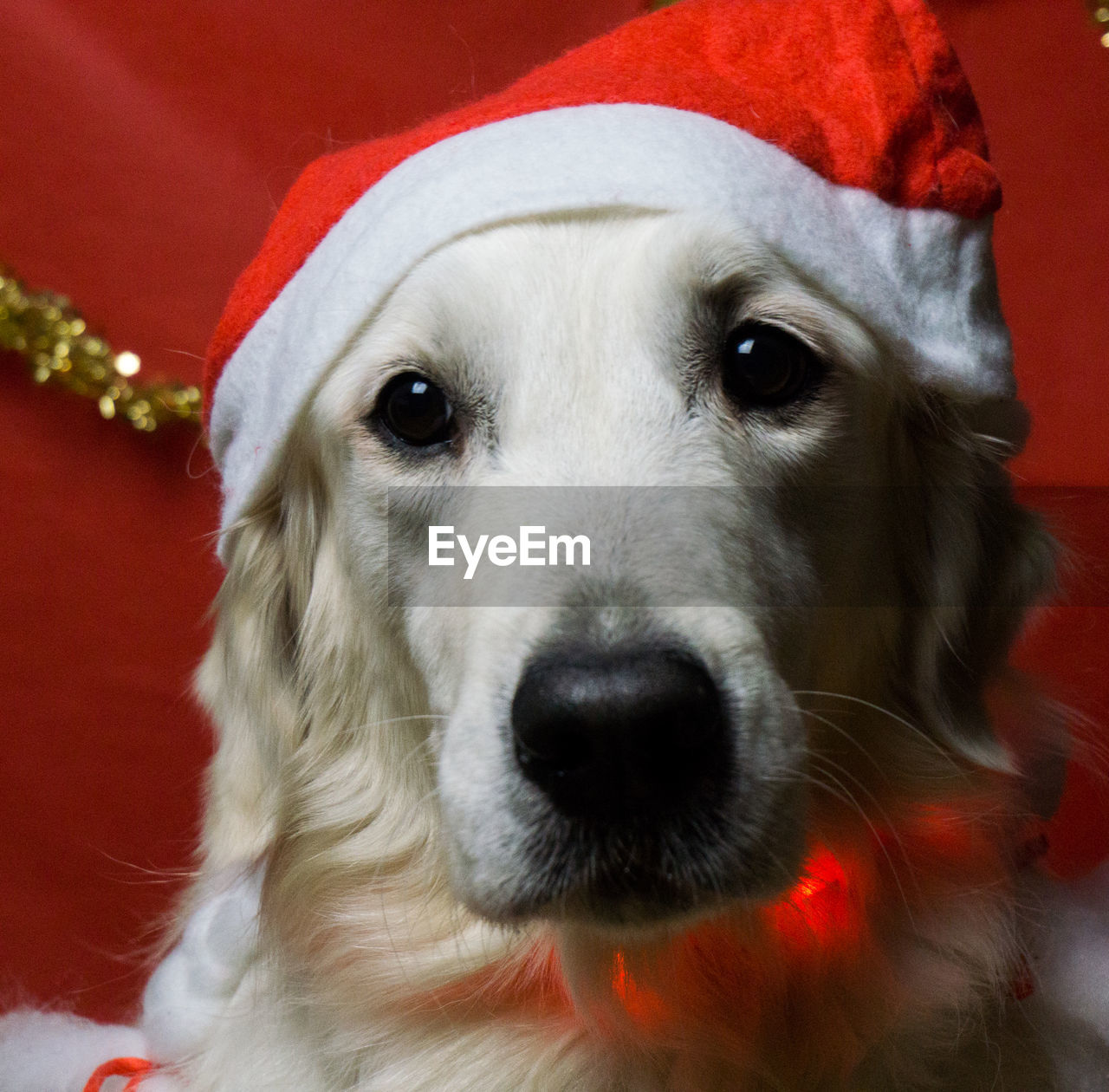 Close-up portrait of dog with santa hat