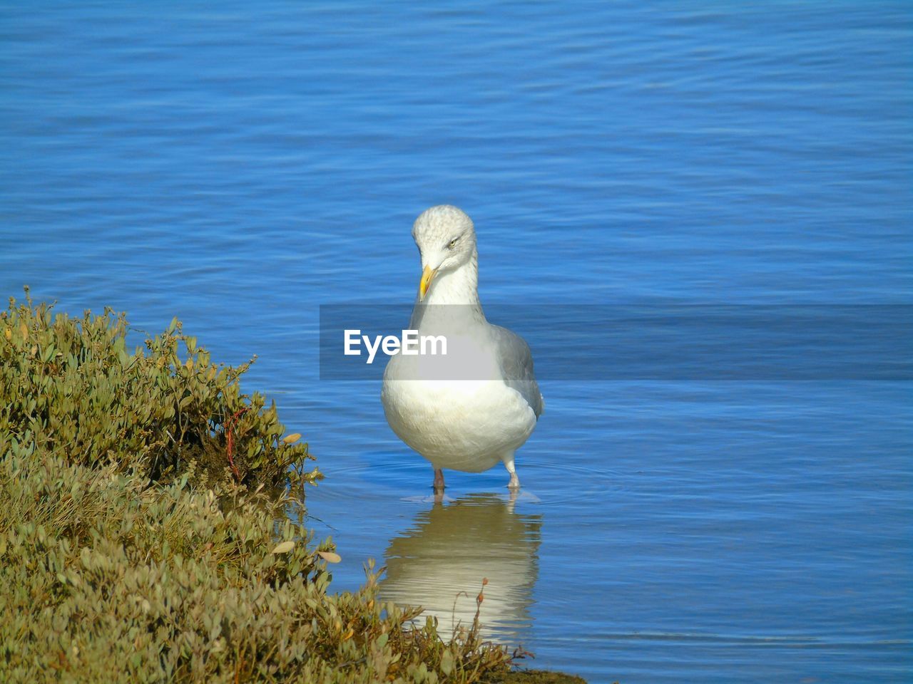 Close-up of seagull perching in lake