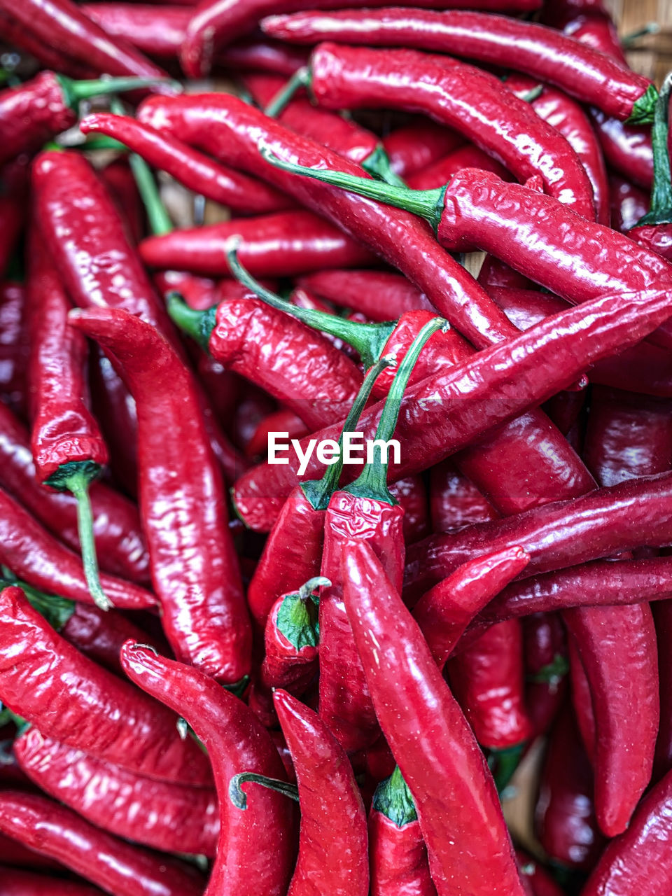 CLOSE-UP OF RED CHILI PEPPERS