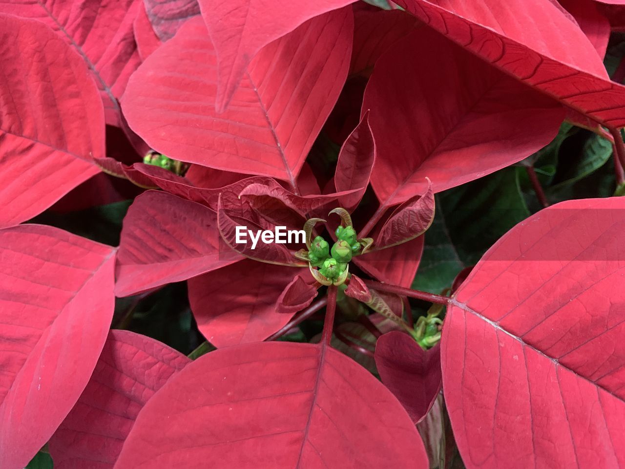 High angle view of red flowering plant