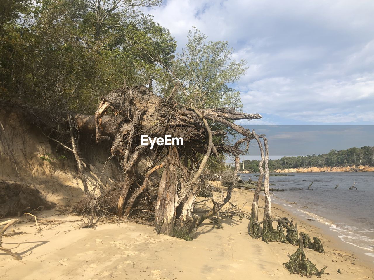 VIEW OF DRIFTWOOD ON BEACH