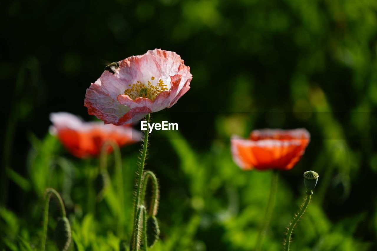 Close-up of poppy on field