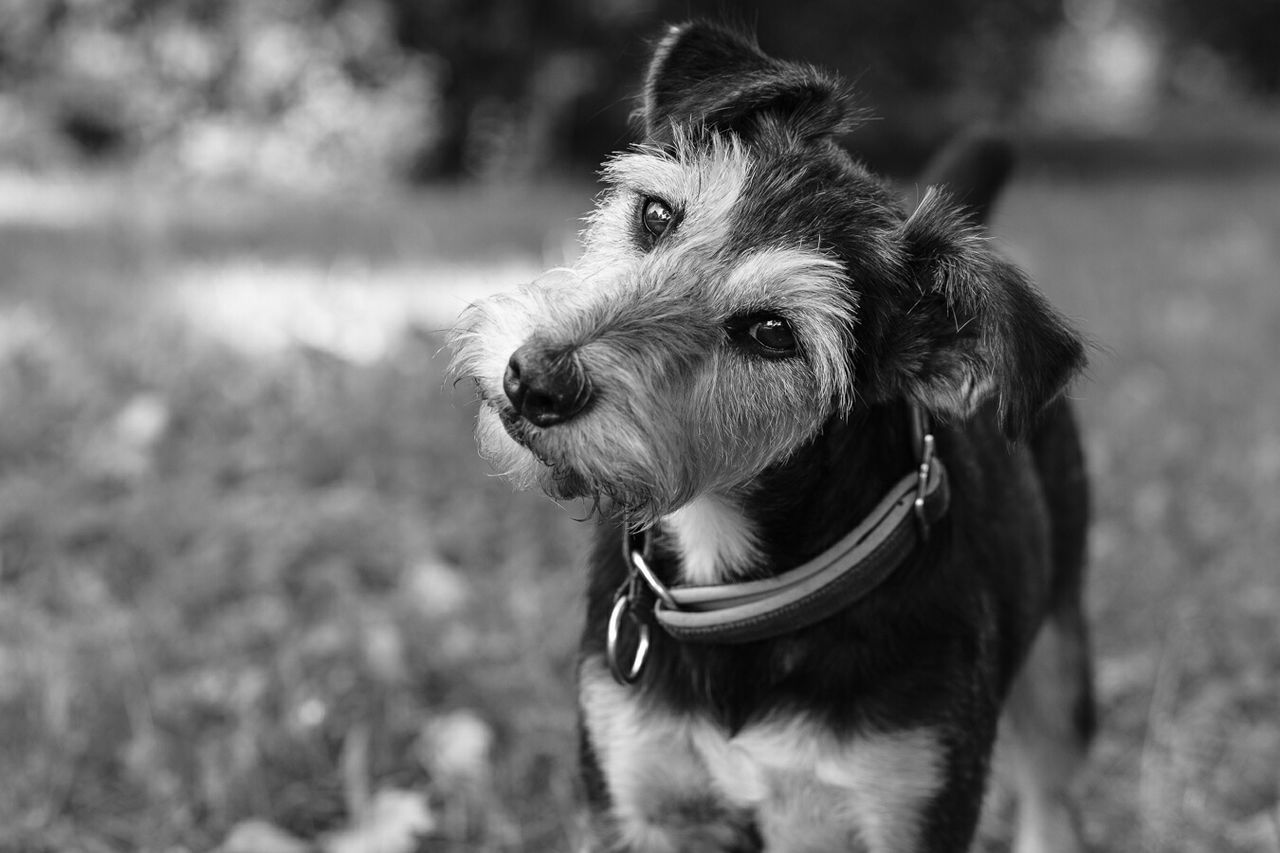CLOSE-UP PORTRAIT OF DOG