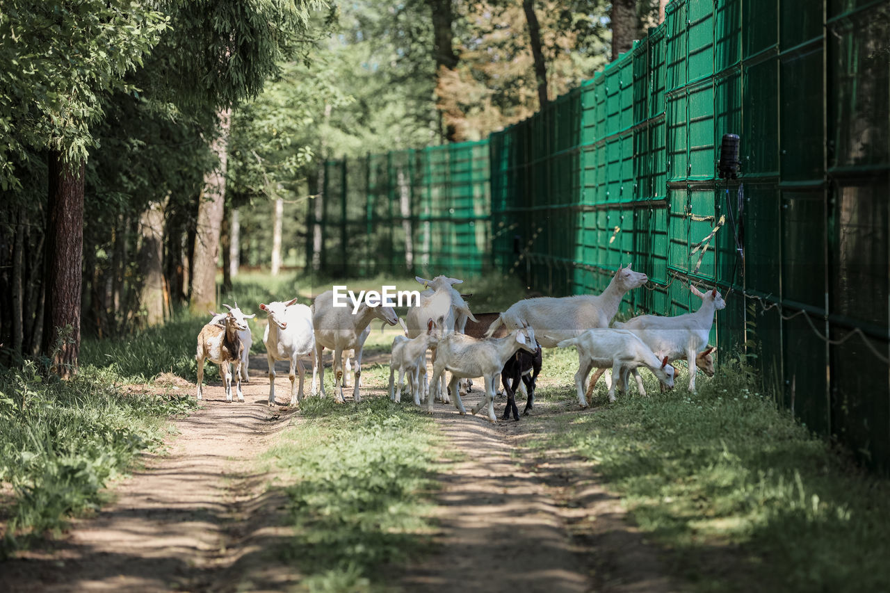 Horses in a farm