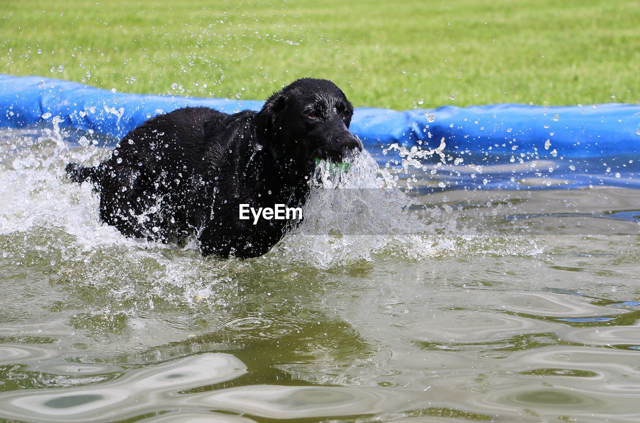 BLACK DOG SPLASHING WATER IN CONTAINER