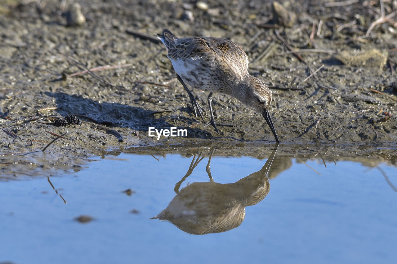 Close-up of bird on water