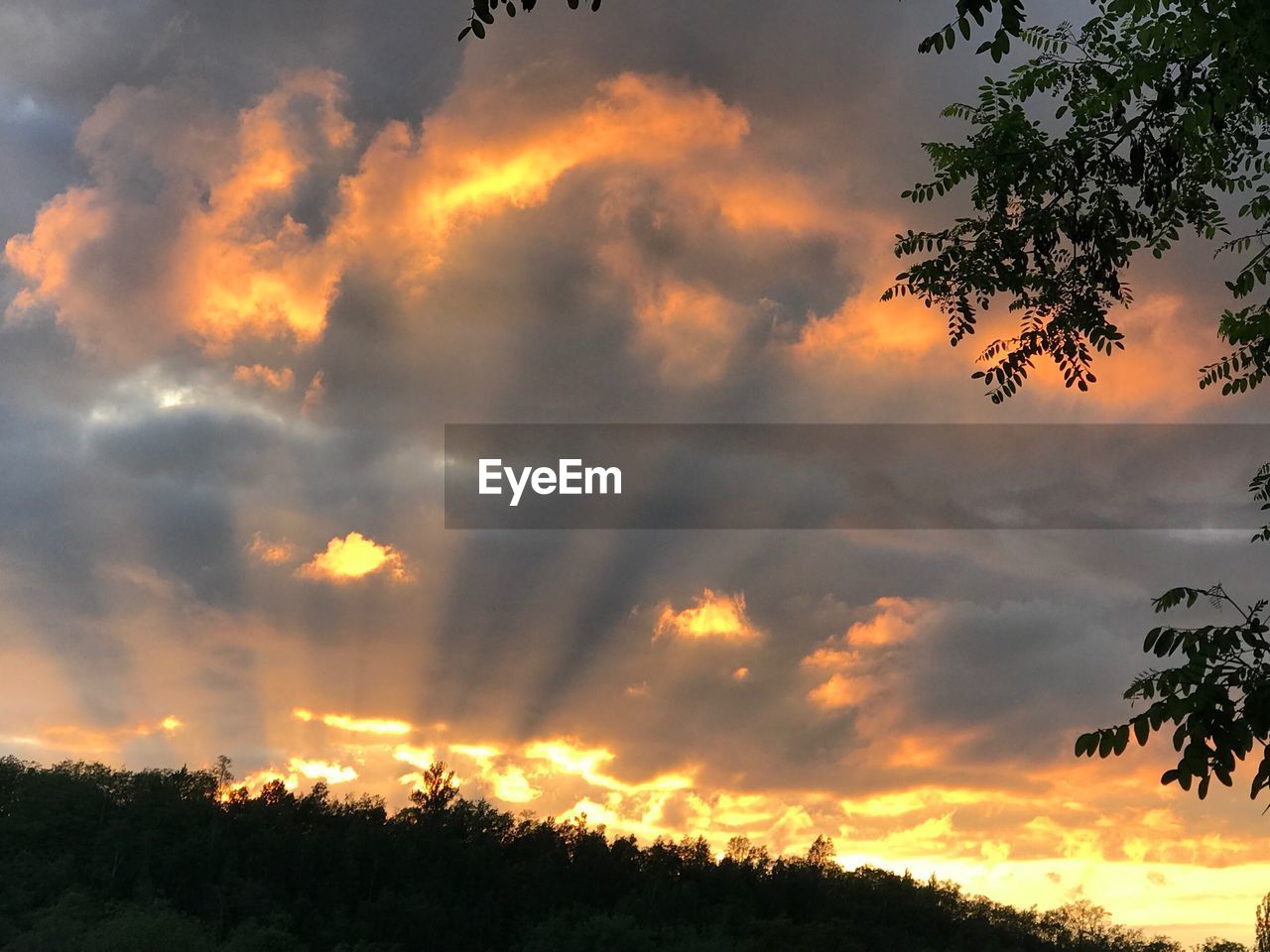 LOW ANGLE VIEW OF SILHOUETTE TREES AGAINST DRAMATIC SKY DURING SUNSET