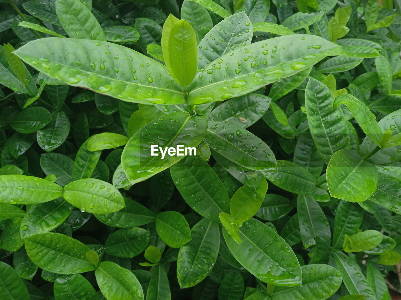 Full frame shot of wet leaves