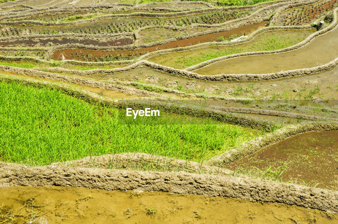 HIGH ANGLE VIEW OF RICE FIELD