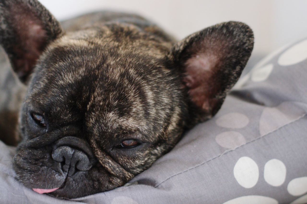 CLOSE-UP PORTRAIT OF A DOG SLEEPING