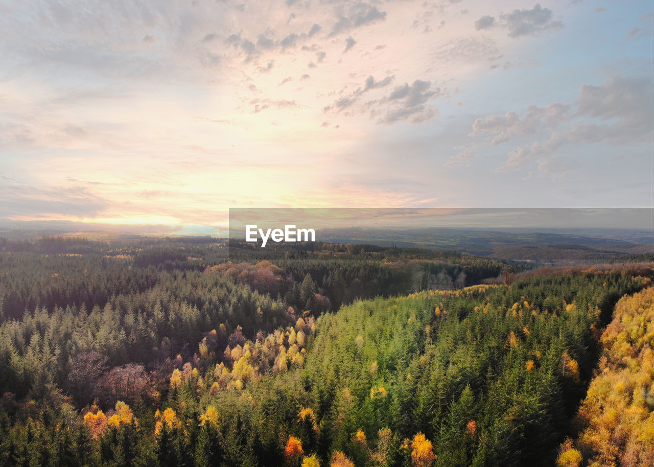 Dramatic aerial sunset over the pine tree forest in autumn in the ardennes, belgium. drone shot.