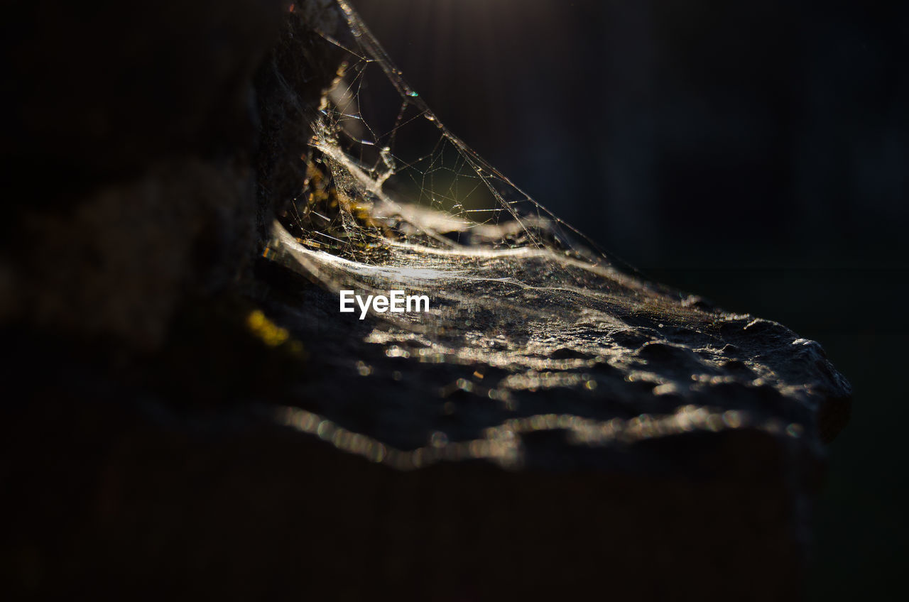 CLOSE-UP OF SPIDER WEB ON WOODEN POST