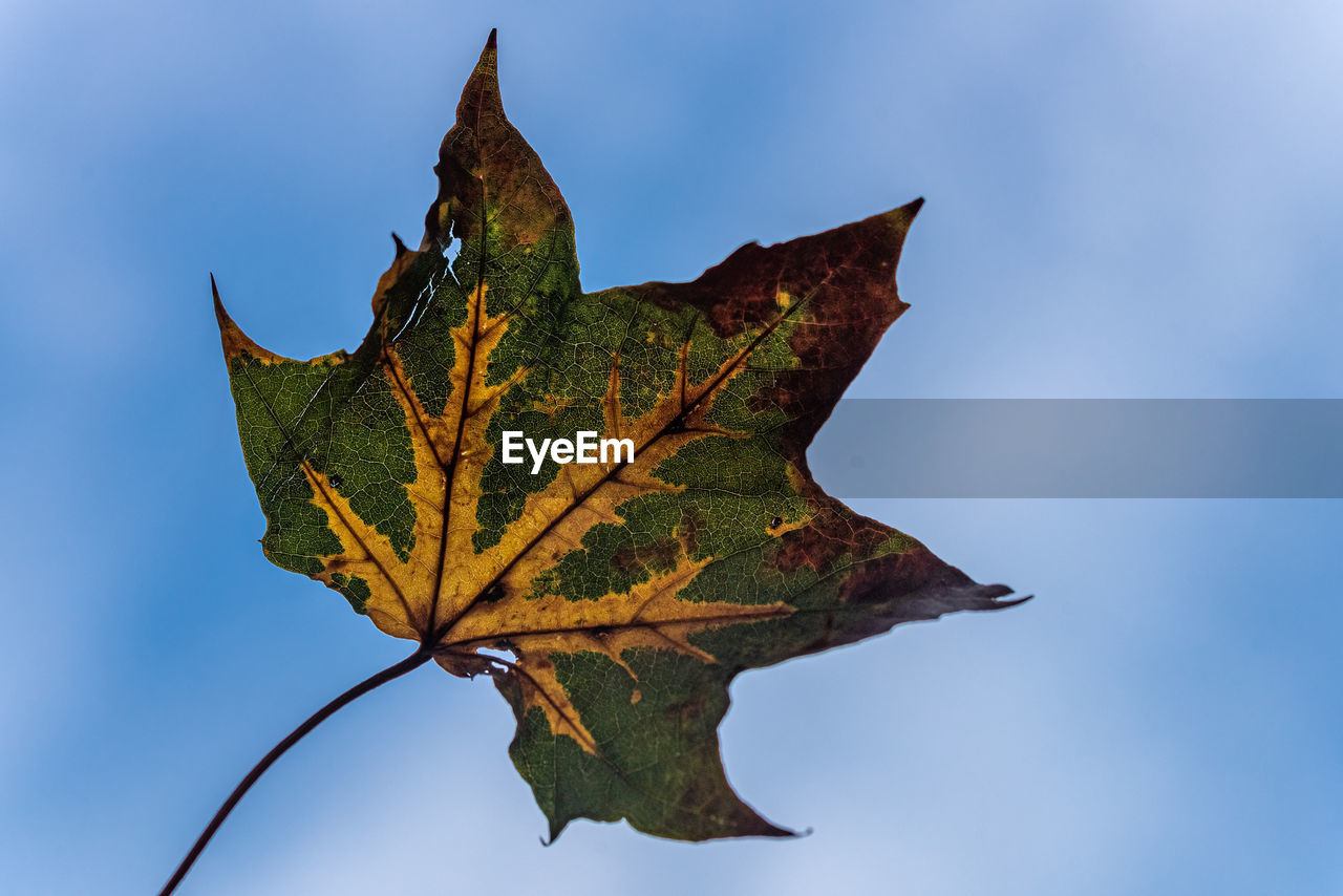 LOW ANGLE VIEW OF DRY LEAF AGAINST SKY