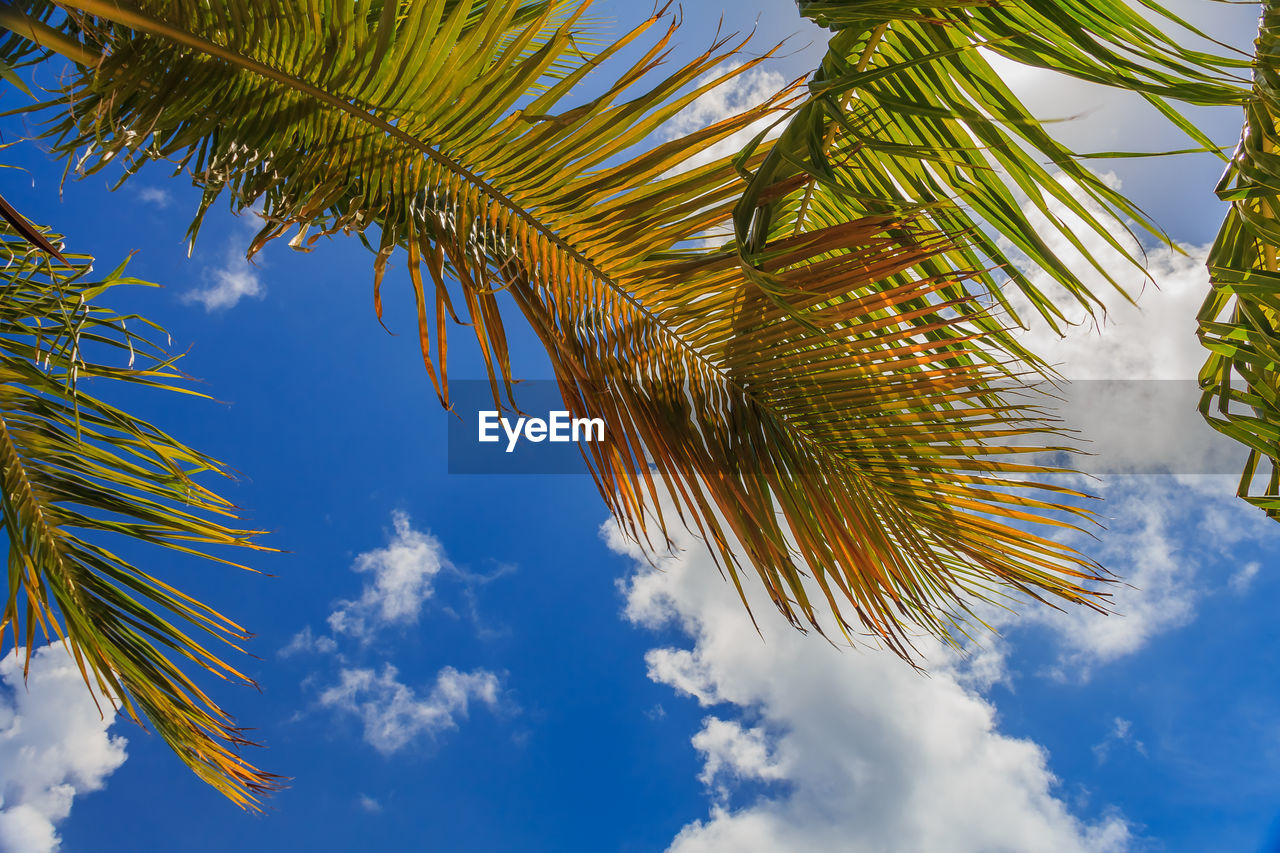 low angle view of palm tree against blue sky