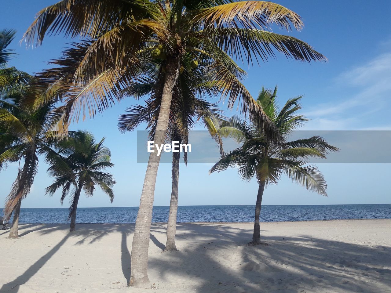 COCONUT PALM TREE ON BEACH AGAINST SKY