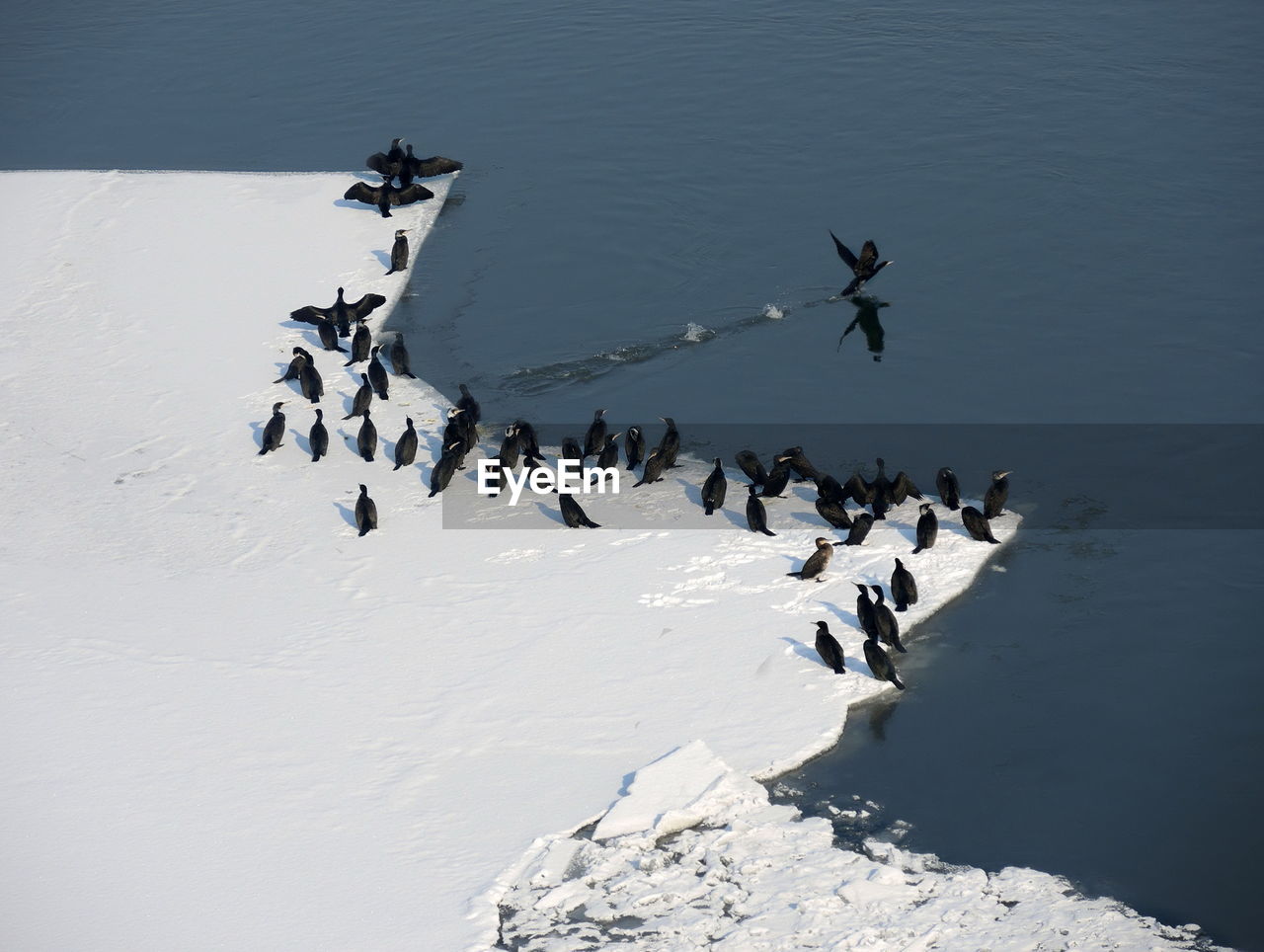 High angle view of cormorants on the snow by the river