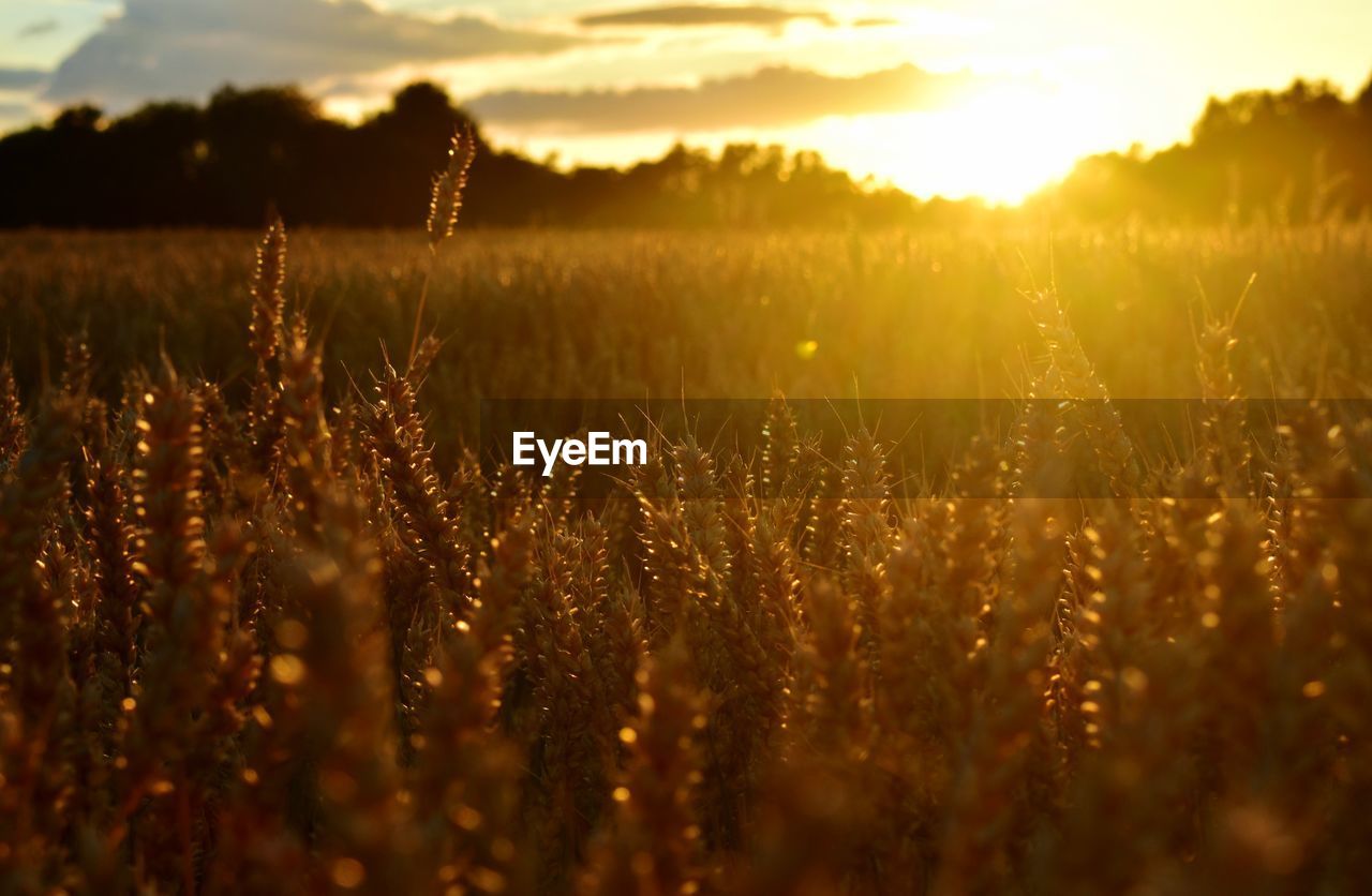 View of stalks in field against sunset