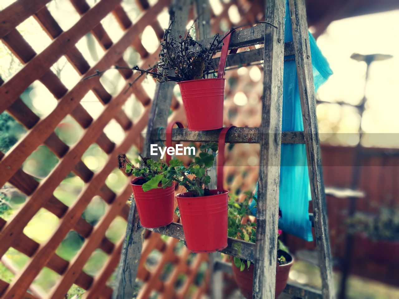 POTTED PLANTS IN GREENHOUSE