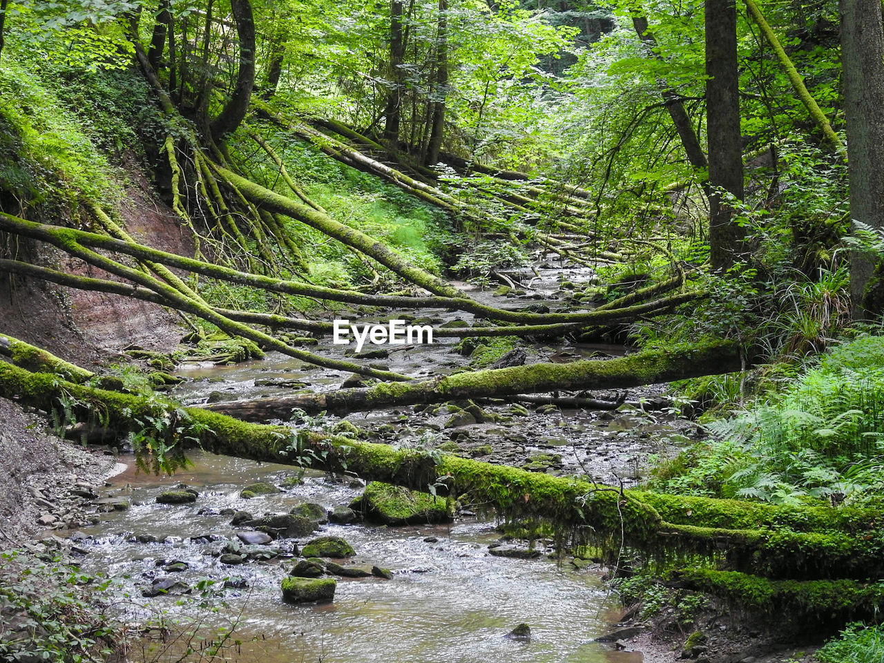 VIEW OF TREES IN RIVER