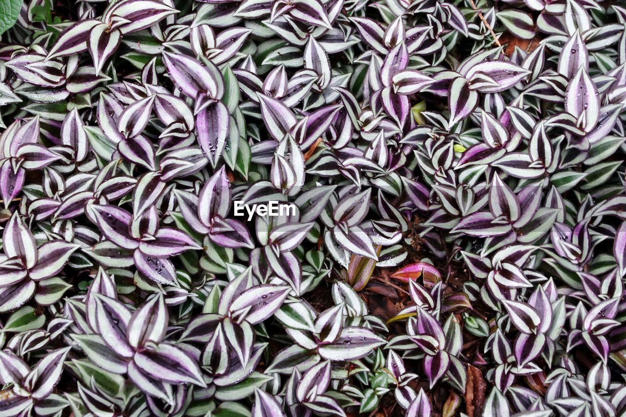 FULL FRAME SHOT OF FRESH LEAVES